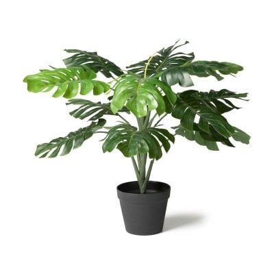 De top-10 makkelijke kamerplanten met LED - Het LED Warenhuis