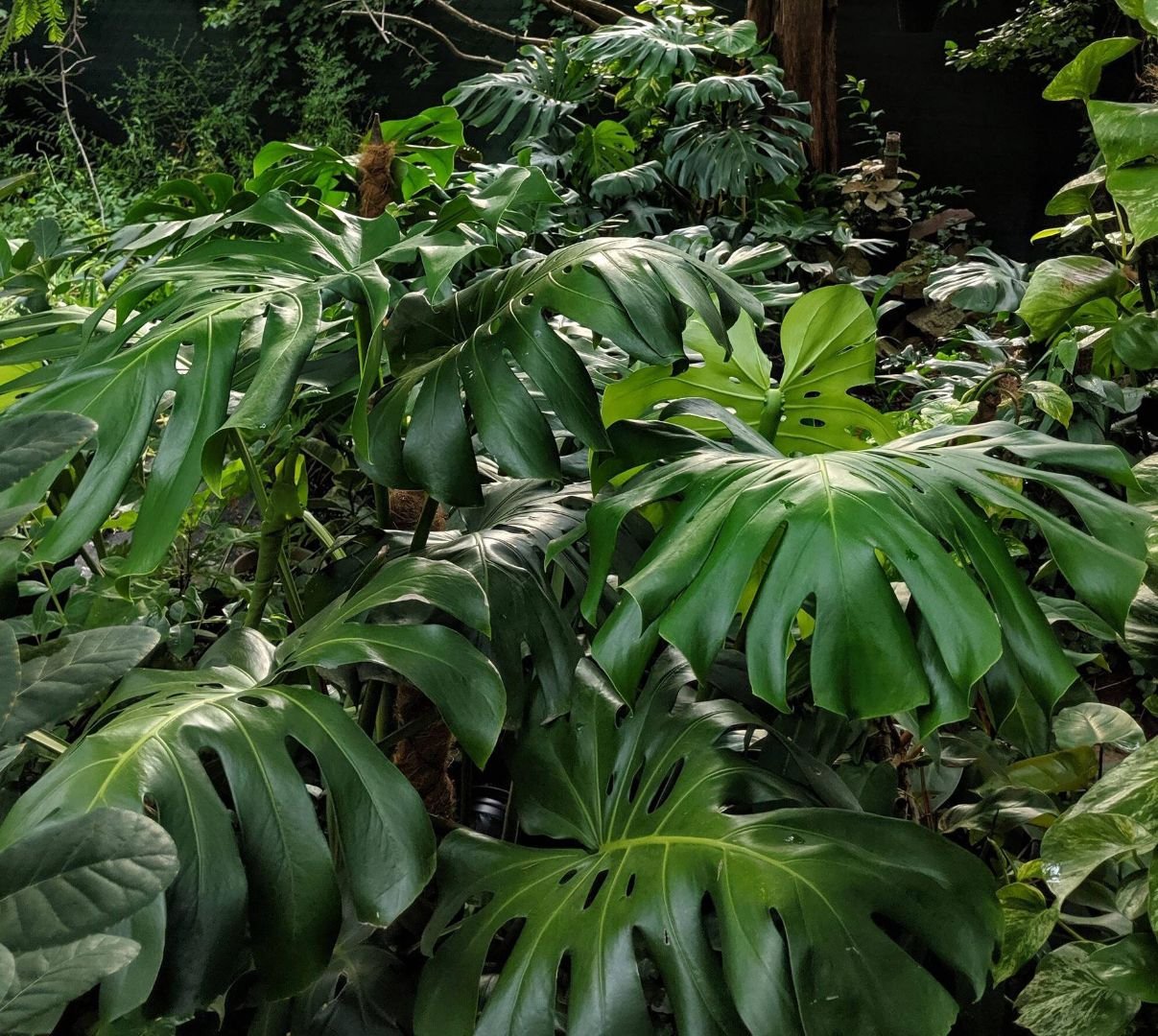 Kies de juiste kweeklamp voor jouw kamerplant Deel 2 - Het LED Warenhuis